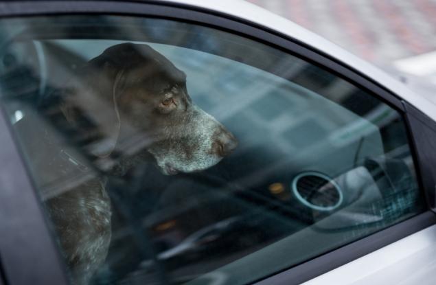 13 неща, с които застрашаваме здравето и живота на кучето си