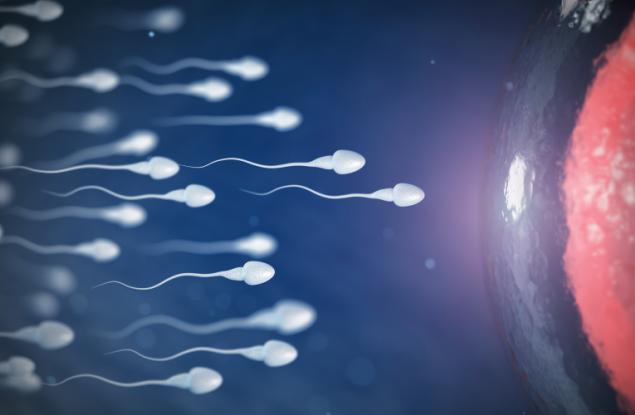 Женската репродуктивна система е като бягане с препятствия за сперматозоидите