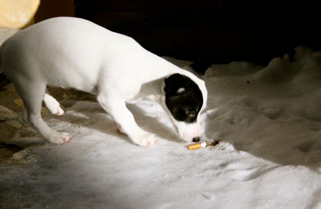 Домашните любимци на пушачи вероятно пушат пасивно по хиляди цигари всяка година