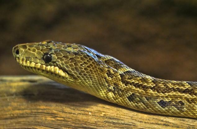 Само това ни липсваше: змии, които ловуват на групи