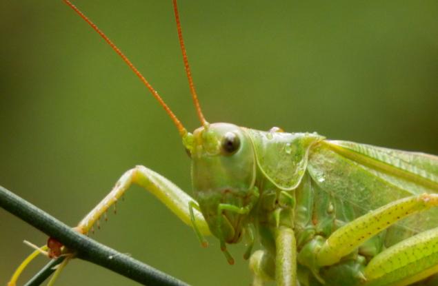 Ето как изглежда едно гигантско насекомо, докато диша