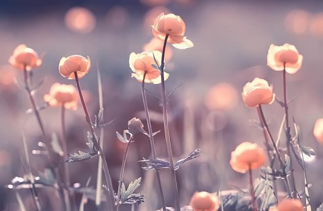 Красивите трикове на цветята