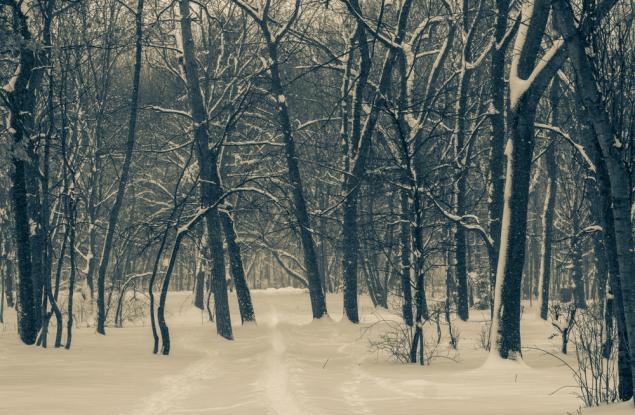 Започна сеч в Борисова градина