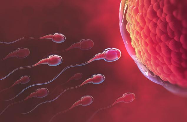 Учени установиха на каква възраст се увеличава вероятността от зачеването на нездрав ембрион