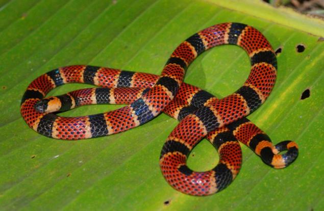 Мъж се инжектира със змийска отрова, за да придобие имунитет