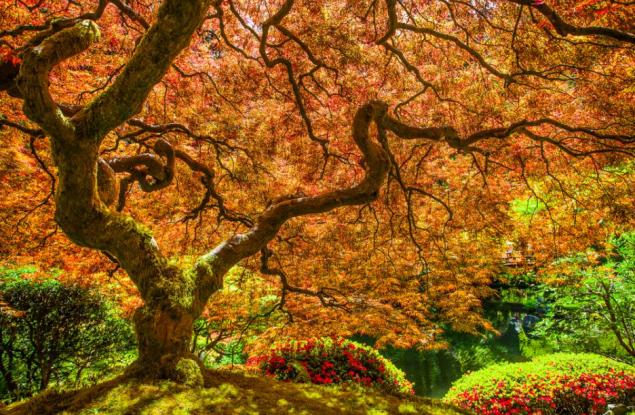 Спят ли дърветата?