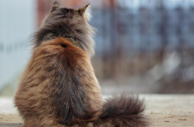 Котките си знаят името, въпреки че се преструват, че не ви разбират