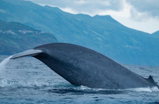 Учени измериха пулса на син кит в естествената му среда за първи път