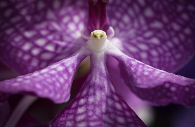 Тези невероятни орхидеи приличат на животни и хора!