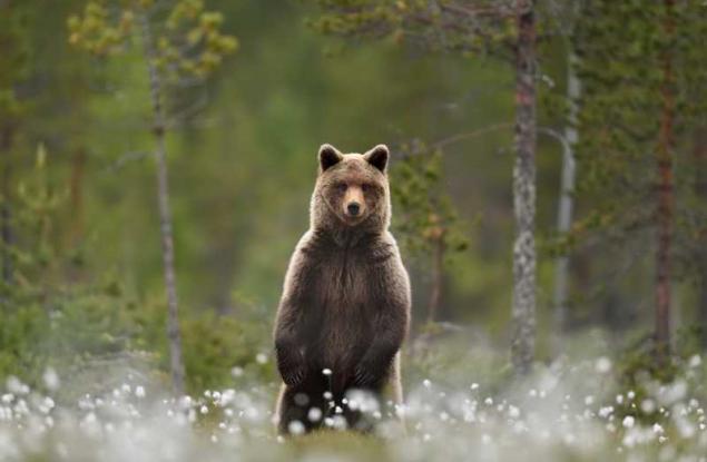 Мечка "задигна" кола в американски град и катастрофира