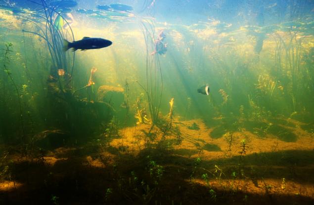 Откриха мутирала риба, която е 8000 пъти по-устойчива към токсични отпадъци