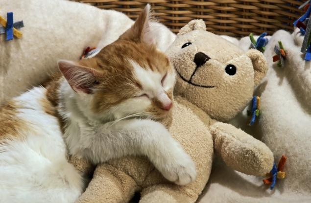 15 животни, спящи и гушкащи се с плюшени играчки