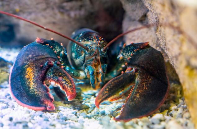 Откриха странен двуцветен омар