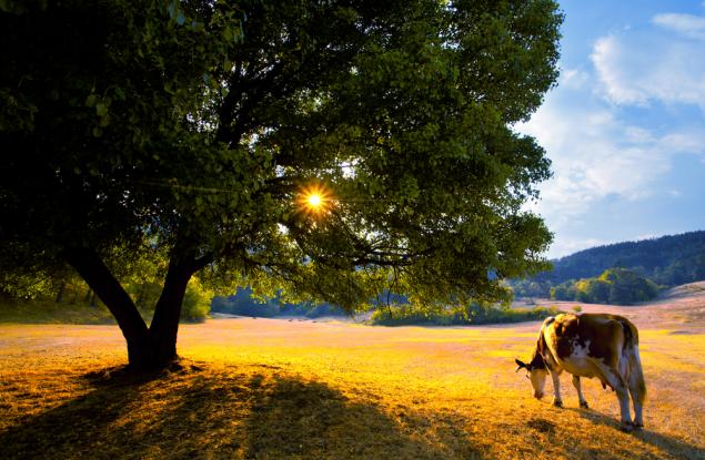 Номинирайте дърветата, които са ви впечатлили, в конкурса "Дърво с корен 2018"
