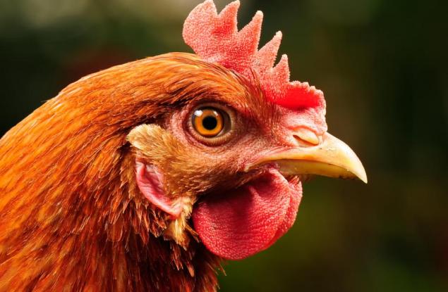 Виц: Кокошка