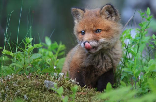 12 сладки лисичета