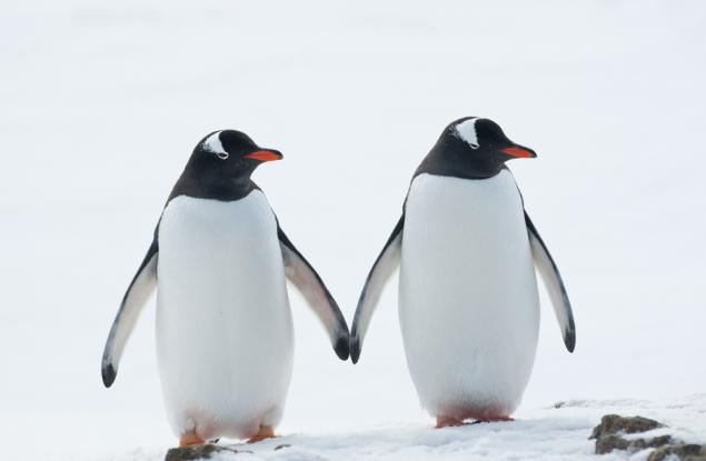 Розовото кралство на животните