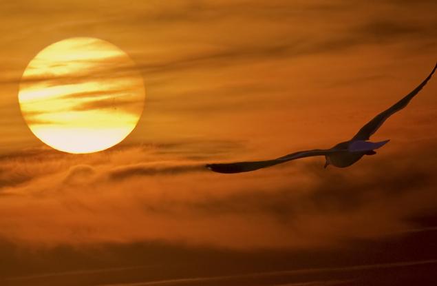 Незабравимите цитати на Ричард Бах