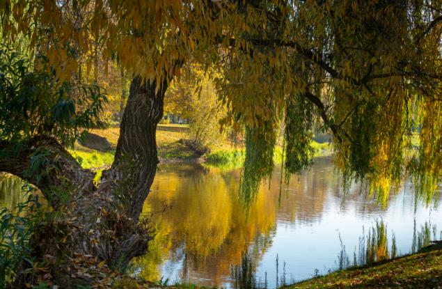 Символиката на дърветата