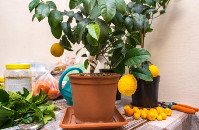 Как да си отгледаме дръвче в домашни условия