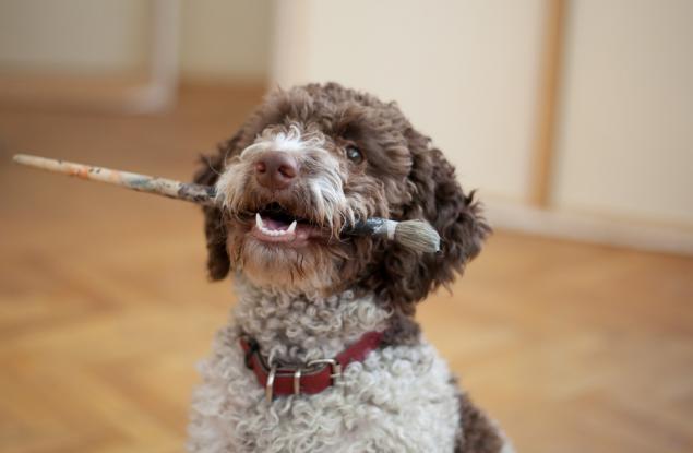 Стив Мартин: И в България може да научите животни да рисуват