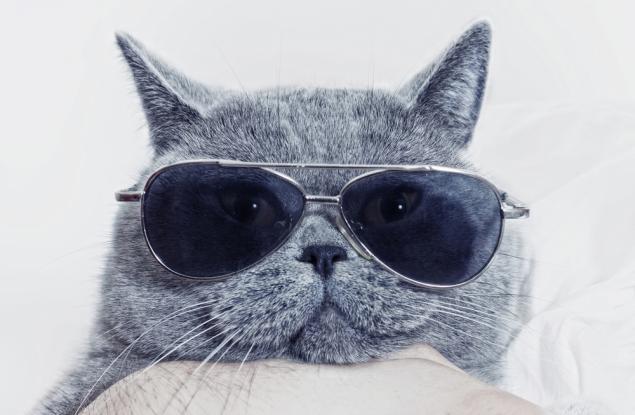 24 котки, които са прекалено готини, за да са истински