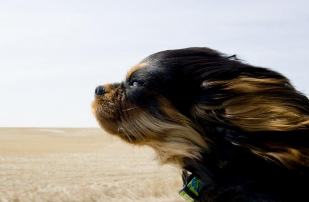 15 забавни кучета, които обичат да се возят в кола повече от всичко на света