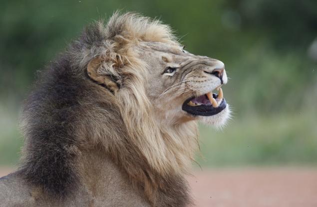 Летящ лъв: бивол изстрелва хищника високо във въздуха