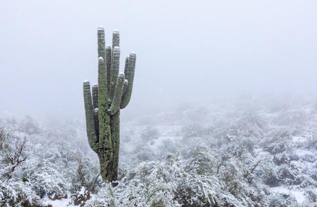 Падна сняг над пустинята Сонора и тези снимки са наистина красиви