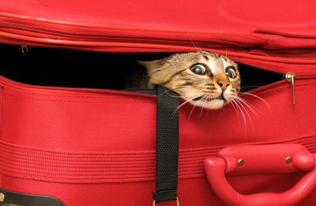 13 животни, които отказват да повярват, че не можете да ги вземете със себе си