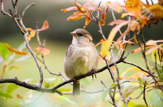 Притча за листото и врабеца