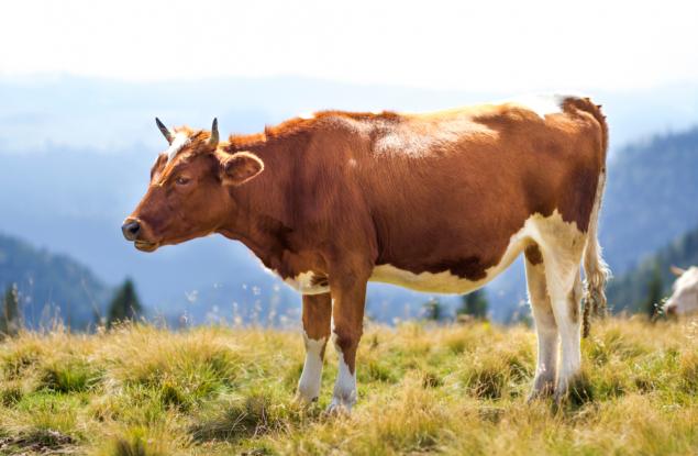 Милиони американци си мислят, че шоколадовото мляко идва от кафявите крави