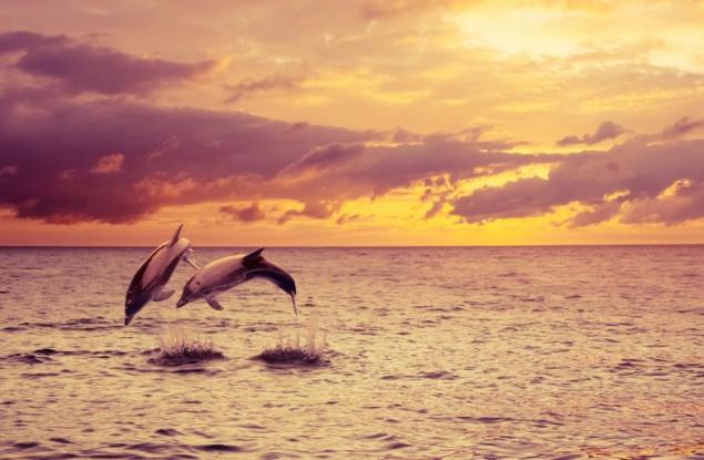 Защо делфините са толкова умни?