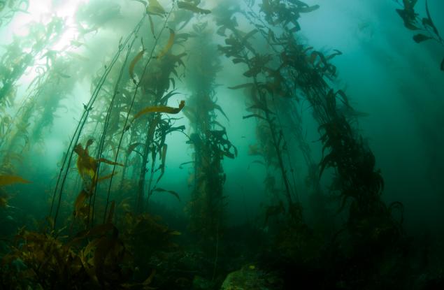 Това е един от най-бързо растящите организми на света