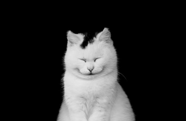 16 от най-усмихнатите котки в интернет