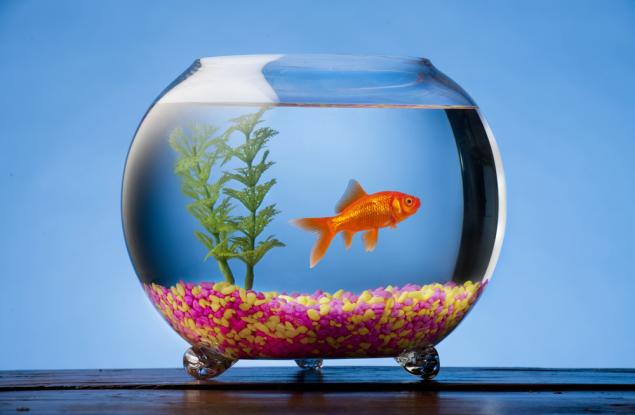 7 причини да си вземете рибки