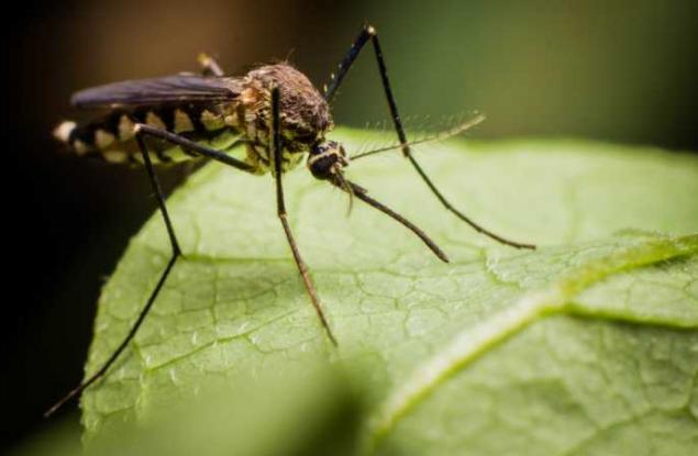 Устойчиви на лечение маларийни паразити обхванаха част от Азия