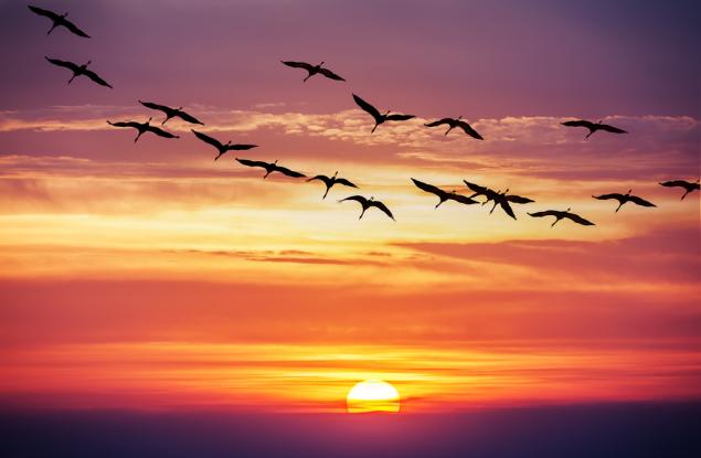 Басня за враната