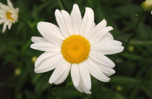 Ако можех да изживея живота си отново...