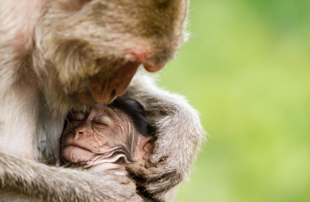 16 снимки, които доказват, че майчината любов не познава граници