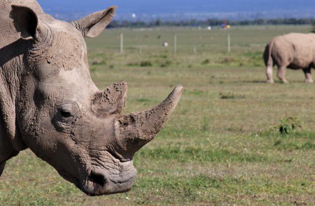 Учените се опитват да спасят северните бели носорози от изчезване чрез ин витро