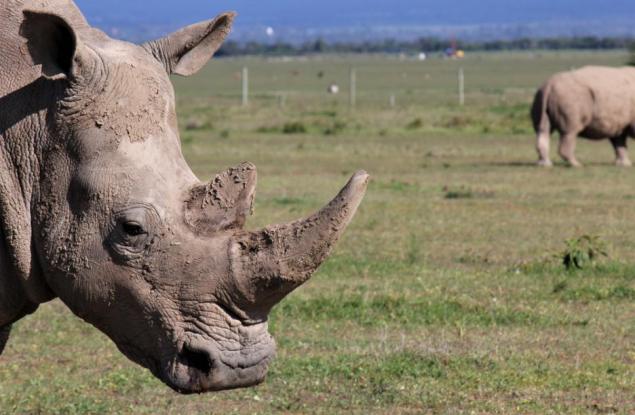 Учени оплодиха яйцеклетки на единствените бели северни носорози
