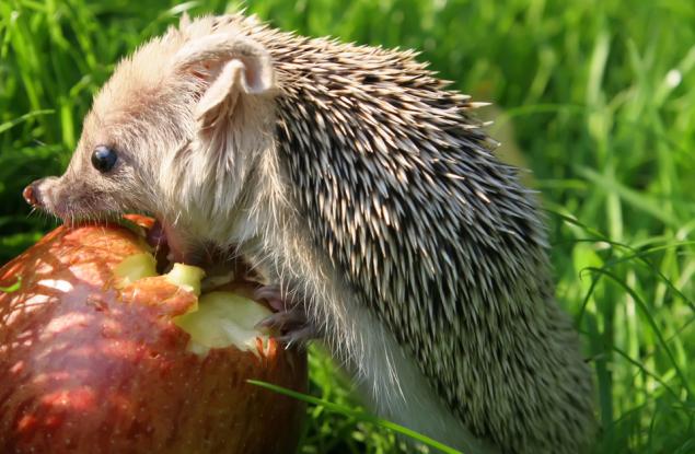 Тези снимки на животни, които се хранят, ще ви накарат да се усмихнете