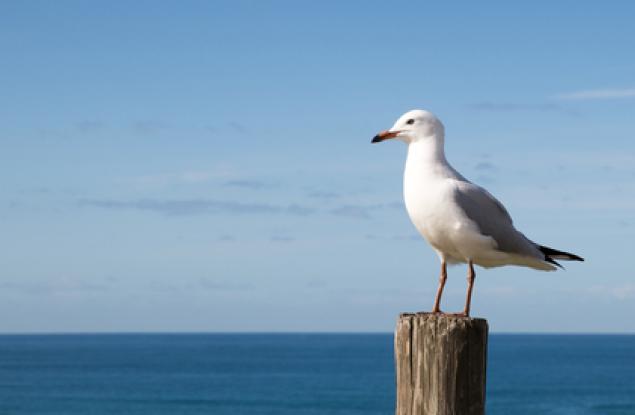 Чайка краде камера GoPro и прави видео на испански острови 
