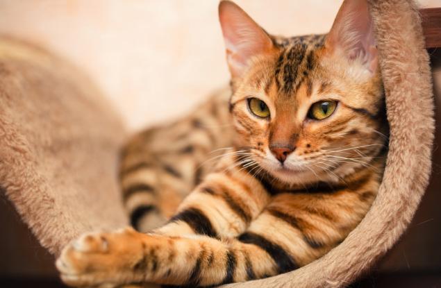 И Бог създаде котката