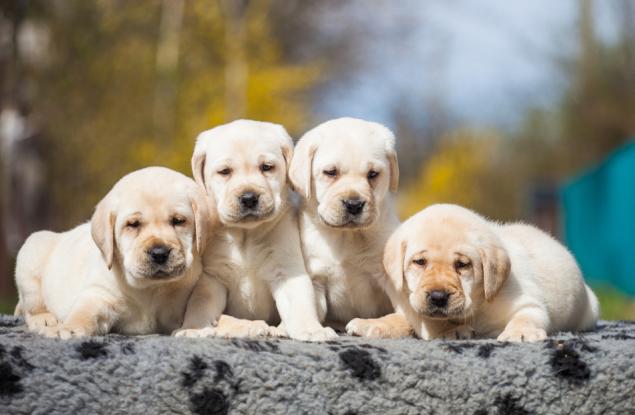 Голдън ретривър роди зелено кученце на име Мохито