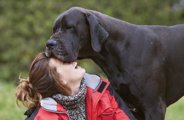 15 кучета, които дори не подозират какви гиганти са