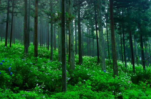 WWF засажда нова гора край Стамболийски