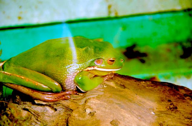 Жаби местят скали, които са по-тежки от половината от теглото им