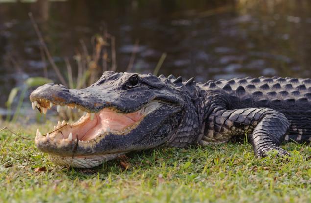 Видео: Битка между Алигатор и Питон